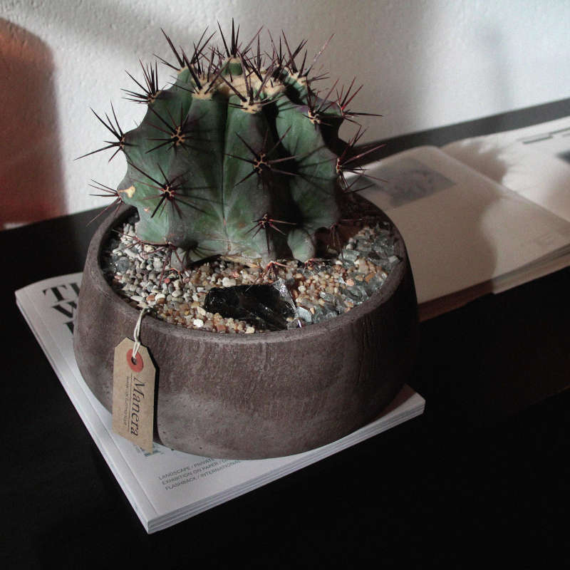 Manera – Cactusmania