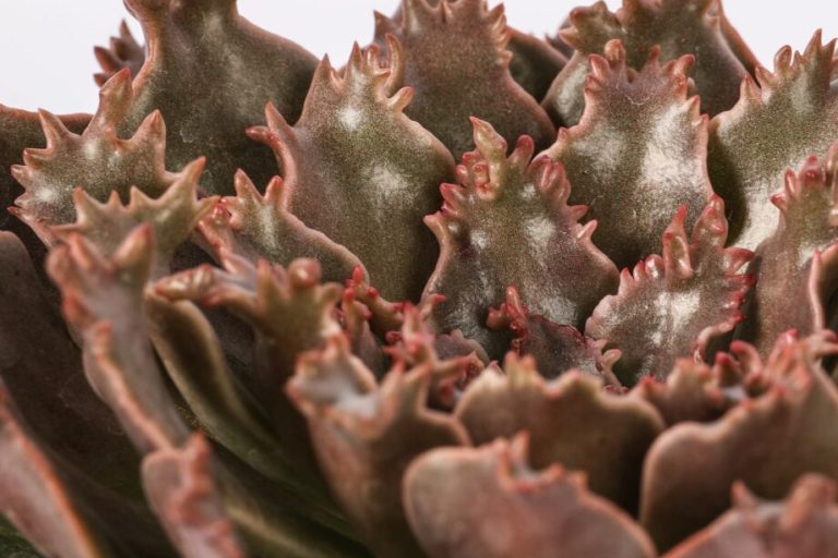 graptoveria-starfire