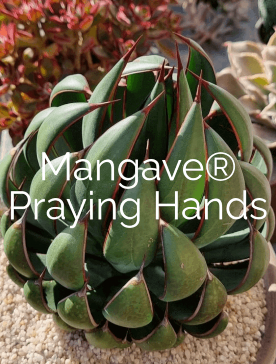 mangave praying hands_2023_1_r